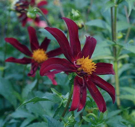 Single Maroon Dahlia Flowers Annual Flowers Dahlia Flower Flowers