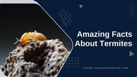 Top Amazing Facts About Termites That You Dont Know Yet Sayonara Pests