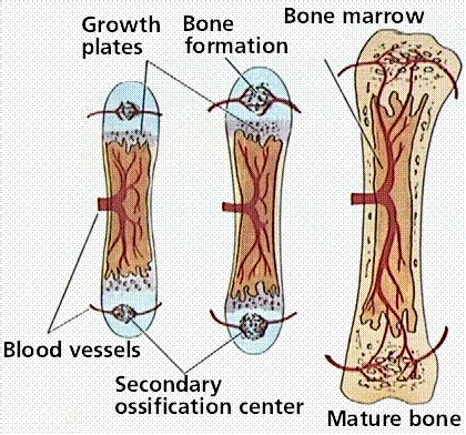 Long Bone Model Project : 3D model of Human Cell | Cells project, Cell