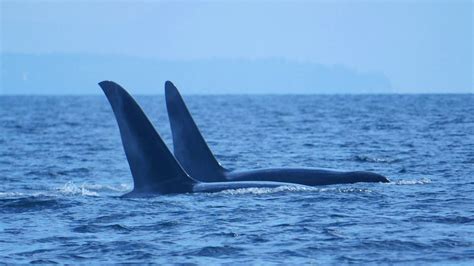 July 26th Whales All Over The Place — Vancouver Island Whale Watch