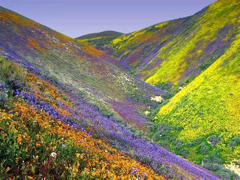 Wildflowers In The Mountains Across The Kings River