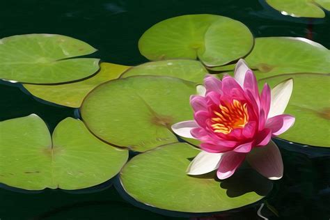 Lily Pads Explore Beautiful Wallpapers Lily Pads Nature Wallpaper