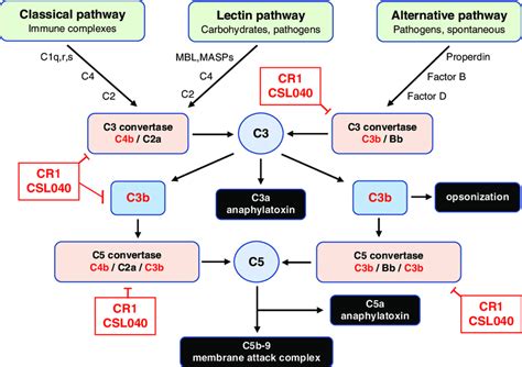 Involvement Of Cr1csl040 In Complement Pathway Inhibition The Three