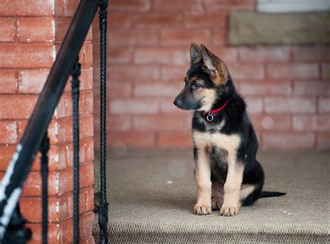 This way, you'll give a needy pup in need a home. Choosing a German Shepherd Puppy