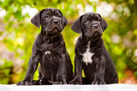 Cane Corso Puppy Training Guide Blog Breed Expert