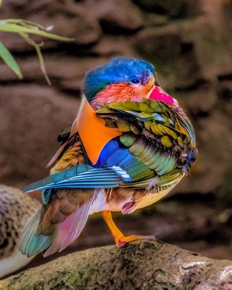 Colorful Mandarin Duck Posingl Beautiful Birds Birds Animals Beautiful