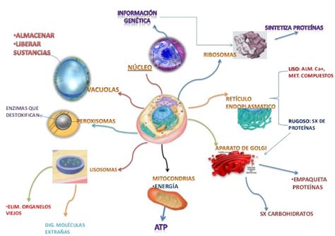 La Célula Organelos Célulares