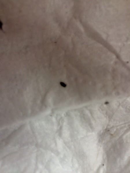 Pictures of bed bug bites on kids help us learn to identify mystery rashes on children. Tiny Black Bugs Making Head Itch | ThriftyFun