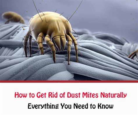 How To Get Rid Of Dust Mites Naturally All About Dust Mites