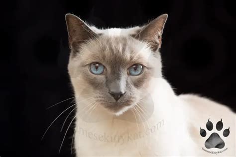Blue Point Vs Lilac Point Siamese Cats 10 Key Differences