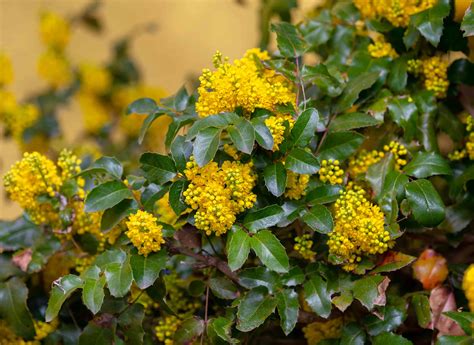 How To Grow And Care For Mahonia