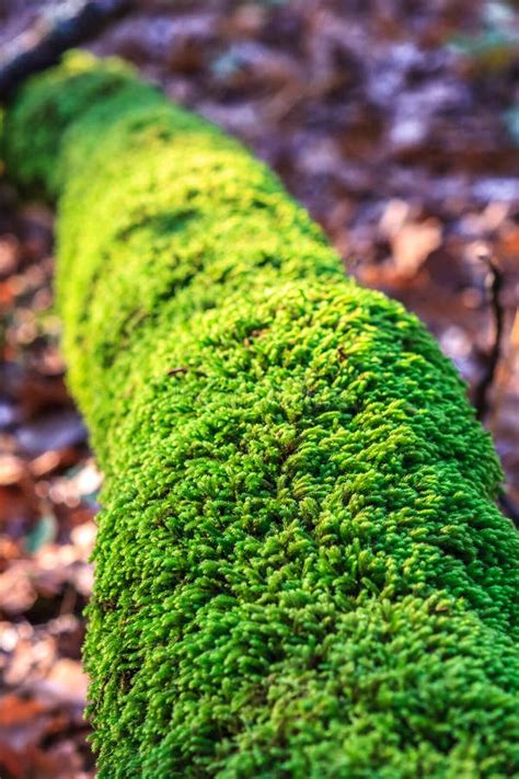 Green Moss On Tree Trunk In Autumn Forest Nature Background Stock
