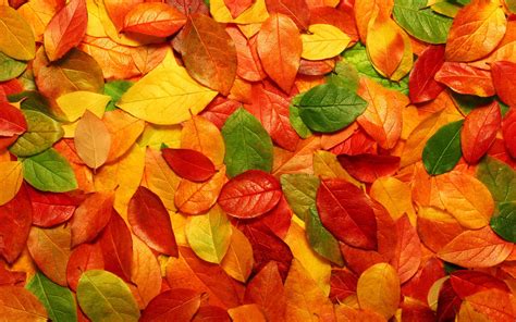 Colorful Autumn Leaves Wallpaper High Definition High Quality