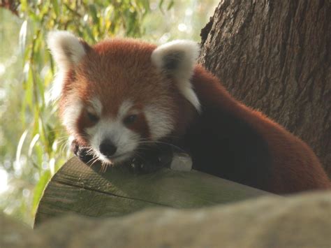 Mulan Red Panda Drusillas Katherine Shaw Flickr