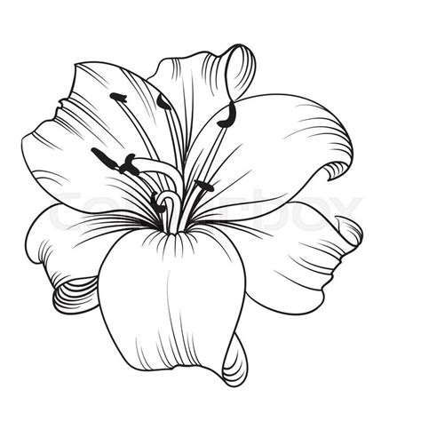 Lily Line Drawing At Getdrawings Free Download