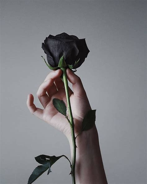 Black Rose Beauty Natural Hd Phone Wallpaper Peakpx