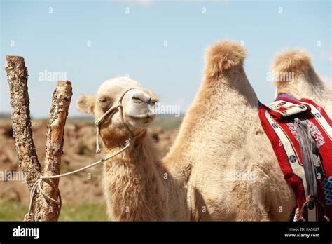 Double Hump Camels Bactrian Camels In Grassland Of Mongolia Are In