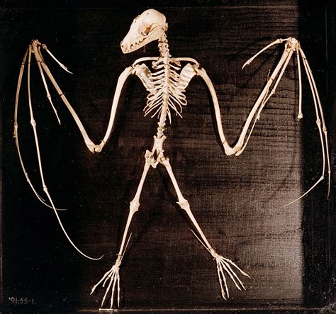 A Skeleton Of A Bat They Are Not Much Different Than We Are Five