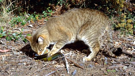 The Devilish And Dare We Say Brilliant Way Australias Feral Cats Use