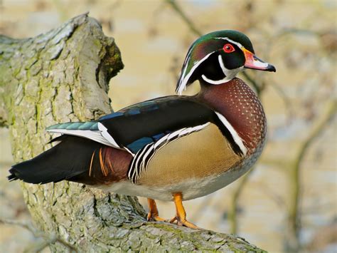 Wood Duck Photos And Wallpapers Collection Of The Wood Duck Pictures