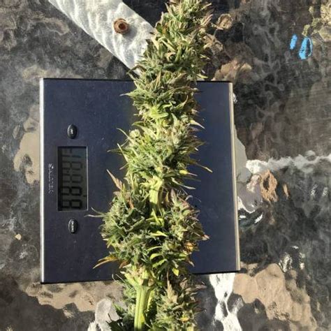 Fast Buds Gorilla Auto Grow Journal By Northernent Growdiaries