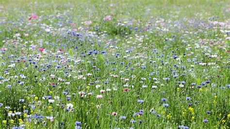 Creating A Wildflower Meadow In Your Community Groundwork
