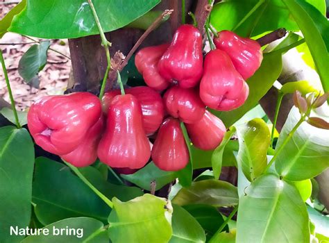 How To Grow Water Apple Trees Growing Rose Apple