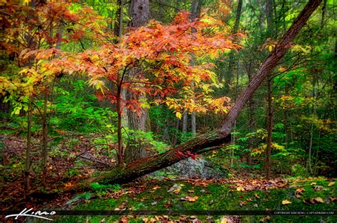 Blue Ridge Parkway Colorful Autumn Leaves Royal Stock Photo