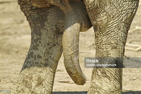 음경 코끼리 남성 성기에 대한 스톡 사진 및 기타 이미지 남성 성기 녹색 대형 Istock
