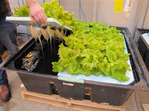 How To Make A Hydroponic Lettuce Garden How To Set Up A Hydroponic