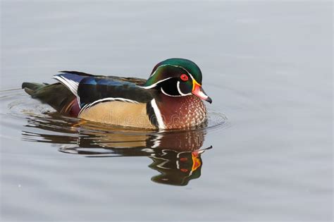 Wood Duck Images Download 13537 Royalty Free Photos