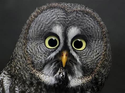 40 photos d'animaux totalement surpris - Page 3 sur 4