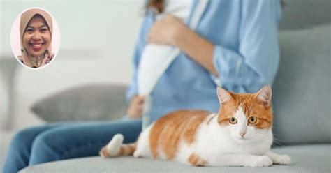 Apa kamu mencari tahu arti mimpi membersihkan eek bayi? Ibu Hamil Bersihkan Najis Kucing, Boleh Jejaskan ...