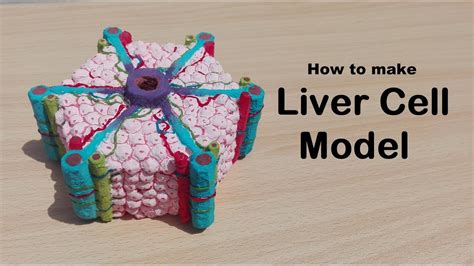 How To Make Liver Cell Model 3d Thermocolstyrofoam Projects Youtube