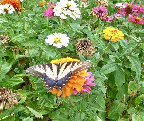 Swallowtail Butterfly On Zinnia Ali Eminov Flickr