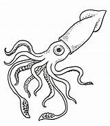 Squid Coloring Giant Drawing Animal sketch template
