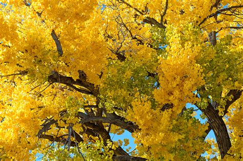 Fall Color In The Cottonwoods New Mexico The American West