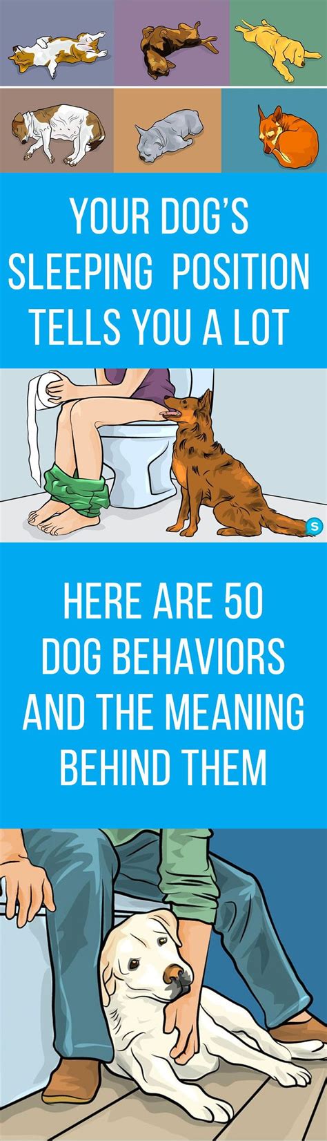 This is perfect for those dogs that aren't allowed on the human bed. Your Dog's Sleeping Position Tells You A Lot. Here Are 50 ...