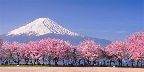 The japanese word for cherry blossom comes from. Japanese cherry blossom: 12 unusual things you should know