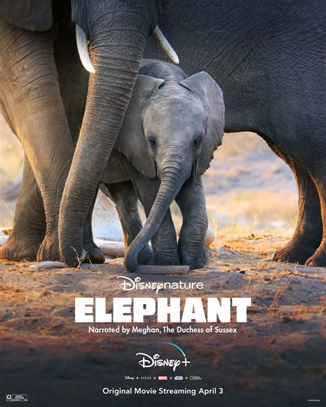 Starring kirsten stewart and tj miller, the disaster film will be in cinemas on january 10. Eléphants - film 2020 - AlloCiné