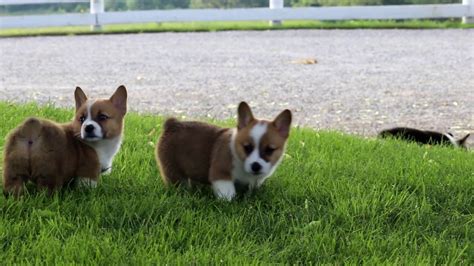 It is our goal to breed and. Welsh Corgi Puppies for Sale - YouTube