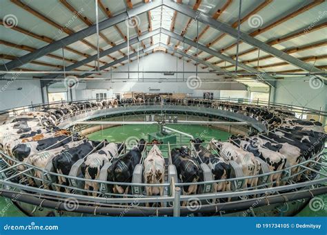 Automated Rotary Milking Parlor Modern Dairy Farm Royalty Free Stock