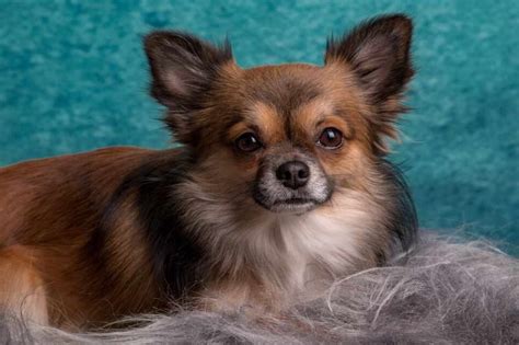 Here at teacups, puppies and boutique, we offer a wide variety of teacup chihuahuas and toy chihuahua puppies for sale in the south florida area, including: Deer Head Chihuahua Long Hair | PETSIDI