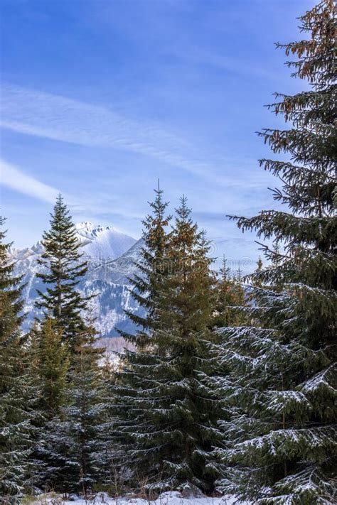 Snowy Fir Trees In Winter Forest Background Winter Landscape Of