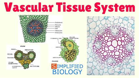 Vascular Tissue System In Plants For Neet Aipmt Aiims
