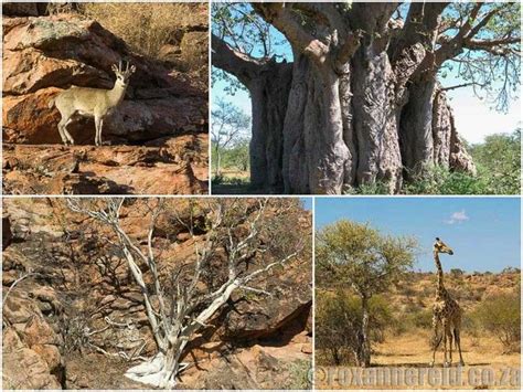15 Things To Do At Mapungubwe National Park Artofit