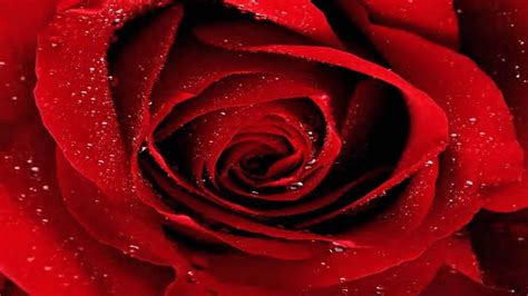 83 Red Rose Black Background