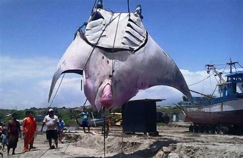 Fishermen Catch Giant Manta Ray In North Western Peru Noticias
