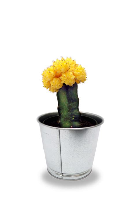 Same day delivery or flowers free shipping available, use it today for cheap flower delivery. Yellow moon cactus. #MoonCactus | Flower delivery, Fresh ...