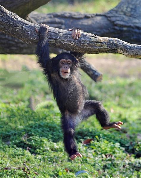 Monkeying Around Photograph By Matt Plyler